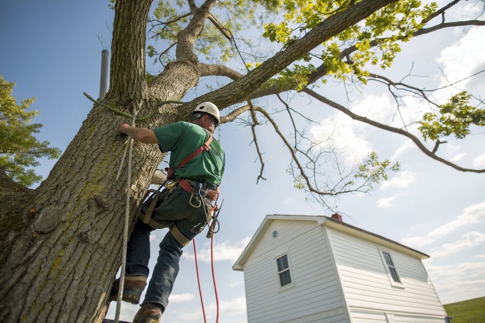 A climber in a helmet and safety glasses roped in against a trunk, reaching for a limb