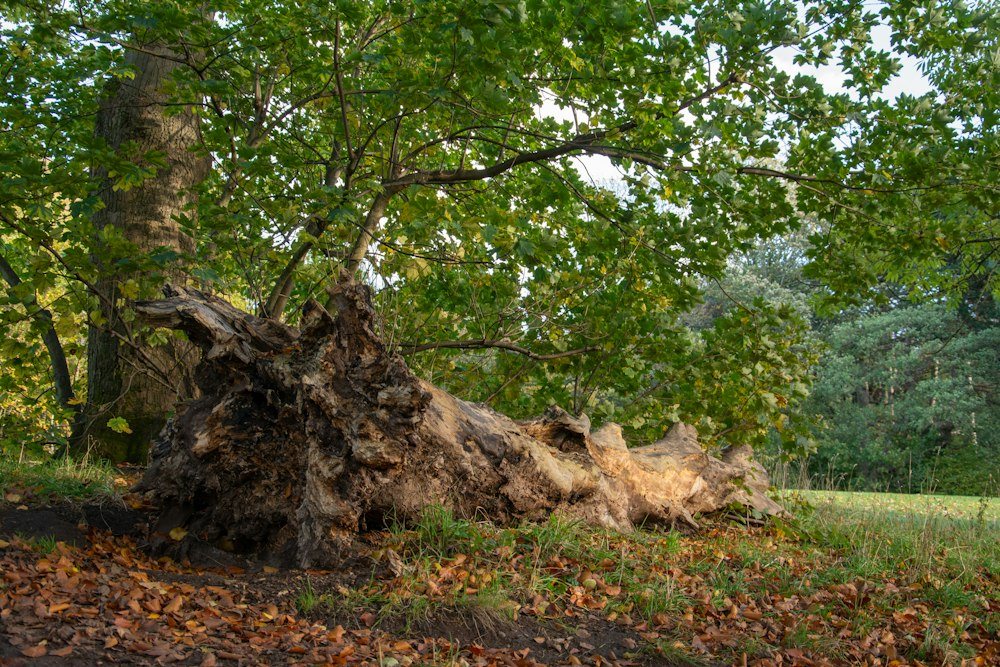 A fallen tree trunk lying across a lawn at the edge of the woods after a storm