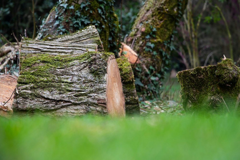 A cut, ringed cross-section of a tree trunk after a completed removal