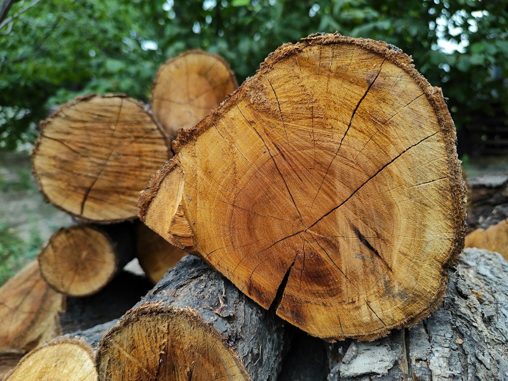 A chainsaw resting on a freshly cut log after a tree removal