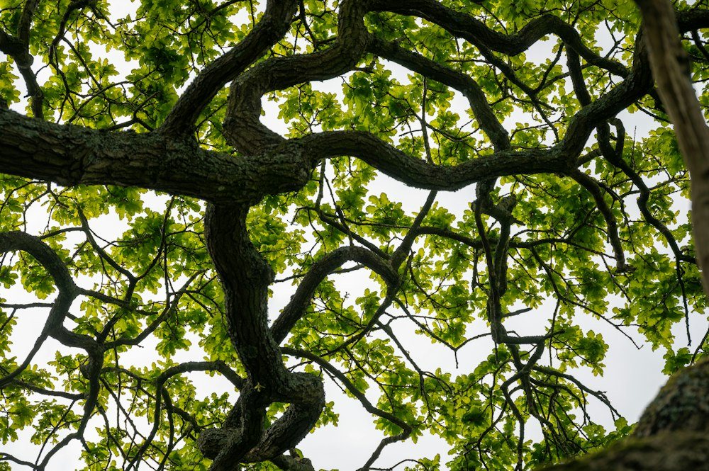 The spreading canopy of a mature oak viewed from below after pruning