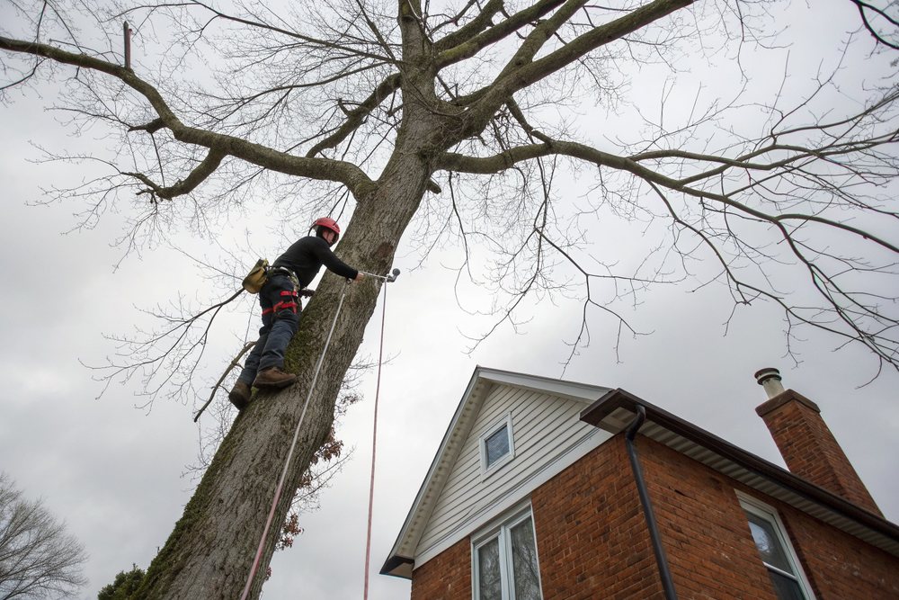 A roped-in climber sectioning a bare hardwood trunk against the sky, a cut piece swinging away on a rigging line