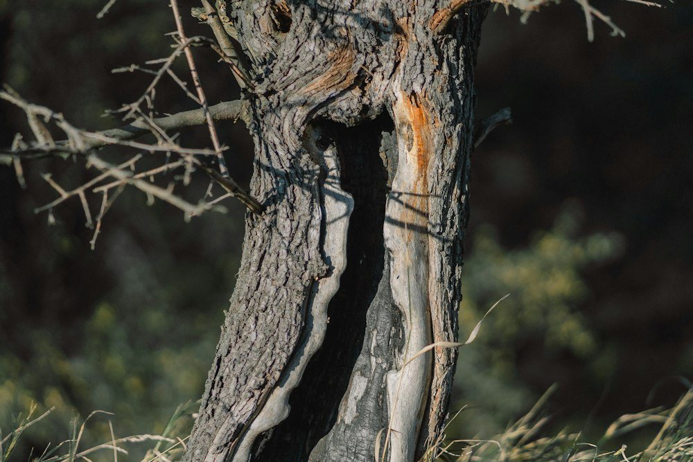 Storm-snapped tree trunks with their broken tops hanging against the sky