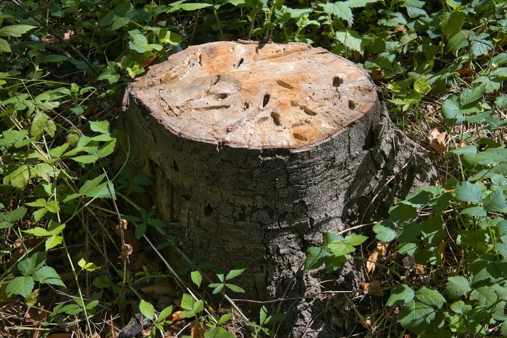 A wide cut stump left in a mowed lawn, before grinding